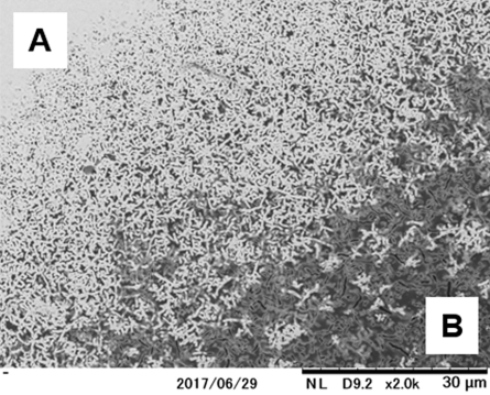 アルミとアルマイト界面 x1,000(左光学、右SEM)